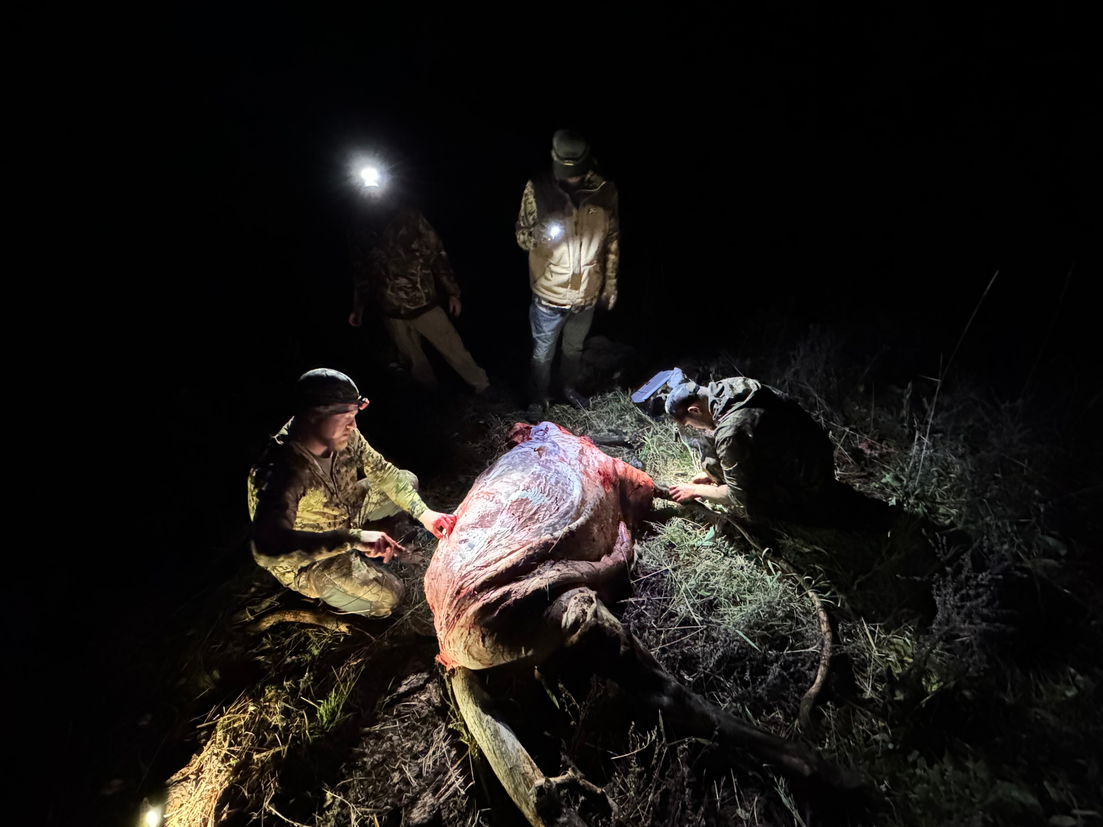 Hunting team field dressing a bull elk at night